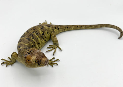 Prehensile Tail Skink- baby