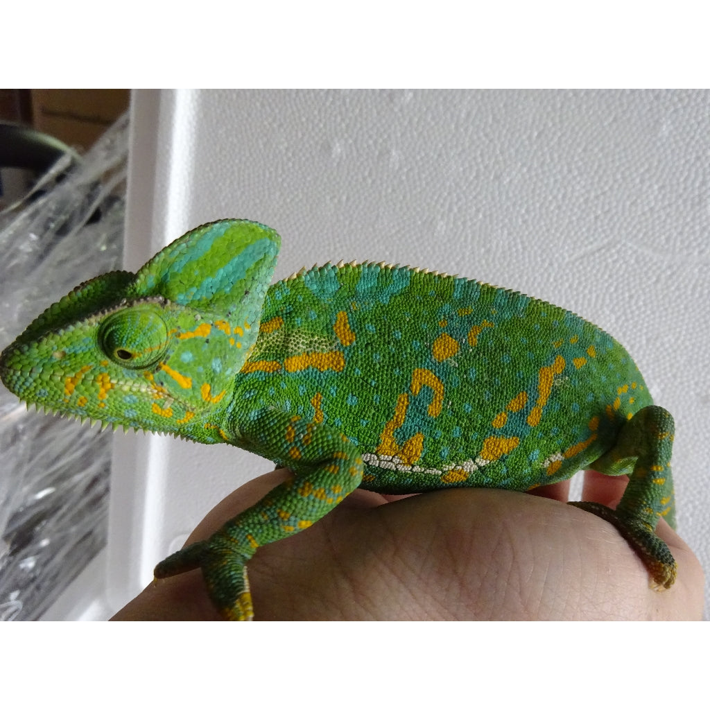 Veiled Chameleon